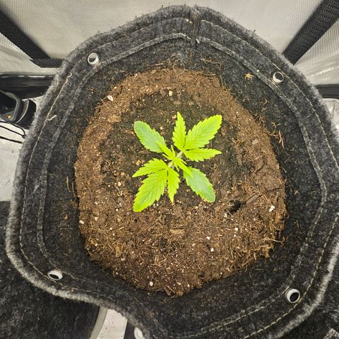 Bubblegum growlog timeline photo