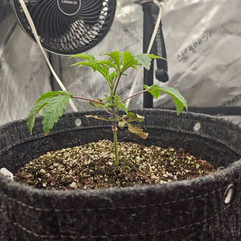 Granny Candy 🍬 growlog timeline photo