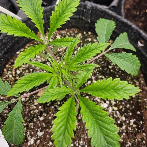 Granny Candy 🍬 growlog timeline photo