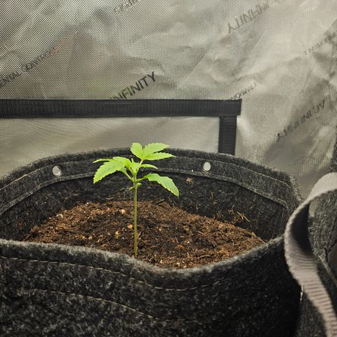 Bubblegum growlog timeline photo