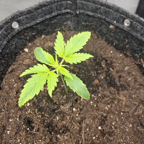 Bubblegum growlog timeline photo