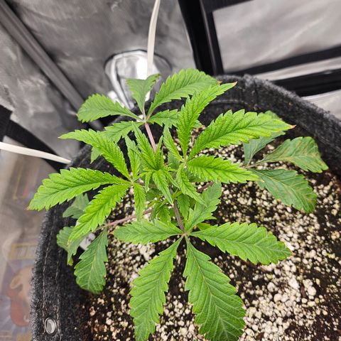 Granny Candy 🍬 growlog timeline photo