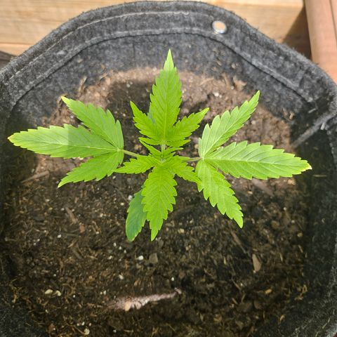 Bubblegum growlog timeline photo