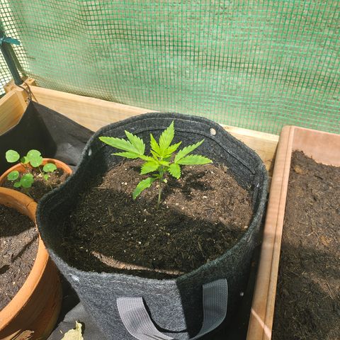 Bubblegum growlog timeline photo
