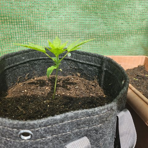 Bubblegum growlog timeline photo