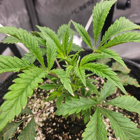 Granny Candy 🍬 growlog timeline photo