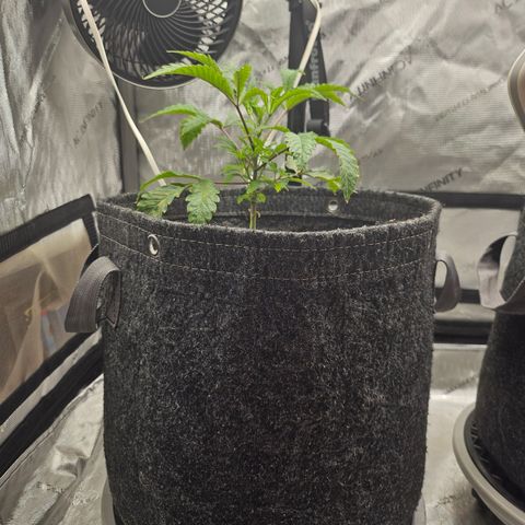 Granny Candy 🍬 growlog timeline photo