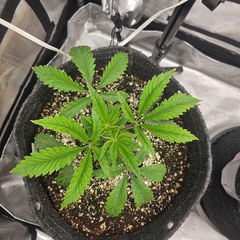 Granny Candy 🍬 growlog timeline photo