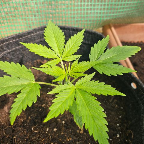 Bubblegum growlog timeline photo