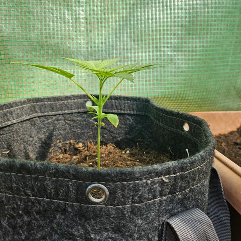 Bubblegum growlog timeline photo