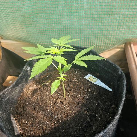 Bubblegum growlog timeline photo