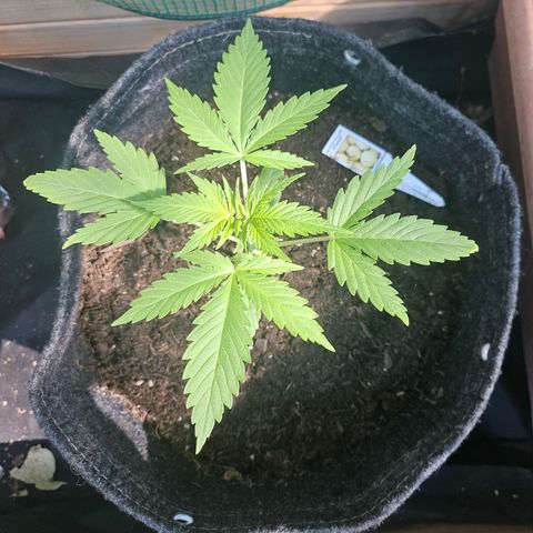 Bubblegum growlog timeline photo