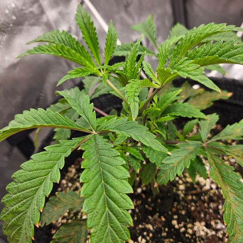 Granny Candy 🍬 growlog timeline photo