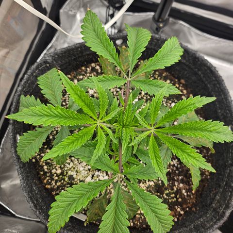 Granny Candy 🍬 growlog timeline photo