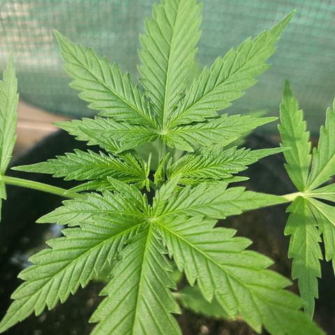 Bubblegum growlog timeline photo