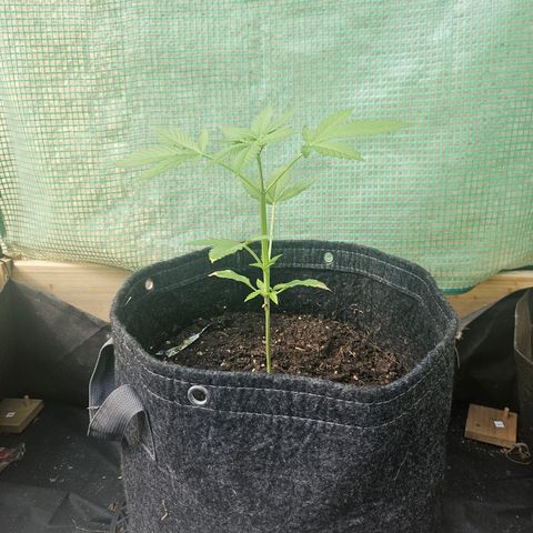 Bubblegum growlog timeline photo