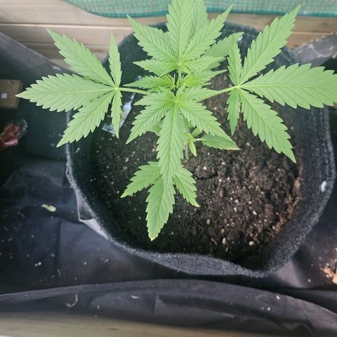 Bubblegum growlog timeline photo