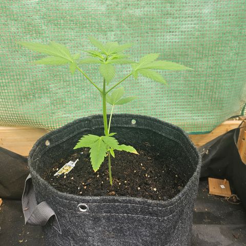 Bubblegum growlog timeline photo