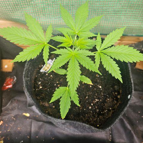 Bubblegum growlog timeline photo
