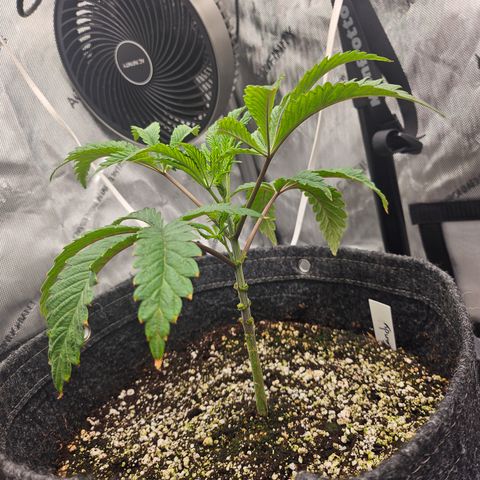 Granny Candy 🍬 growlog timeline photo