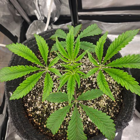 Granny Candy 🍬 growlog timeline photo