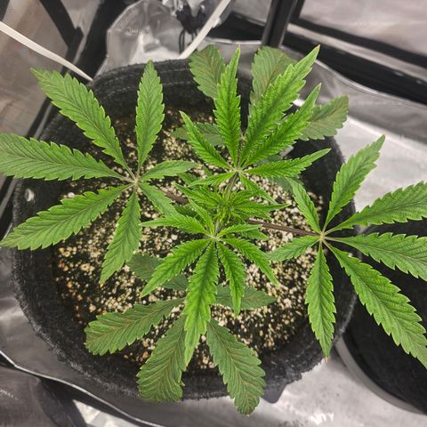 Granny Candy 🍬 growlog timeline photo