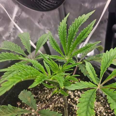 Granny Candy 🍬 growlog timeline photo