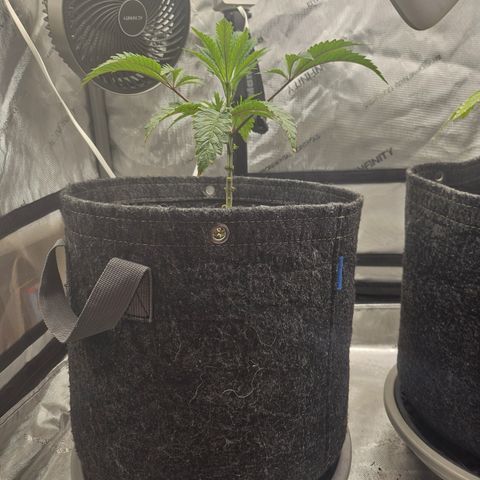 Granny Candy 🍬 growlog timeline photo