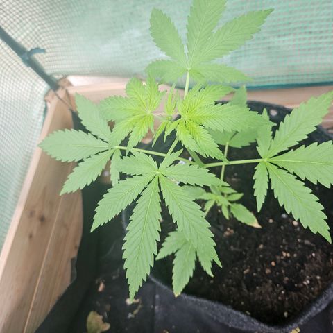 Bubblegum growlog timeline photo
