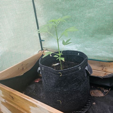 Bubblegum growlog timeline photo