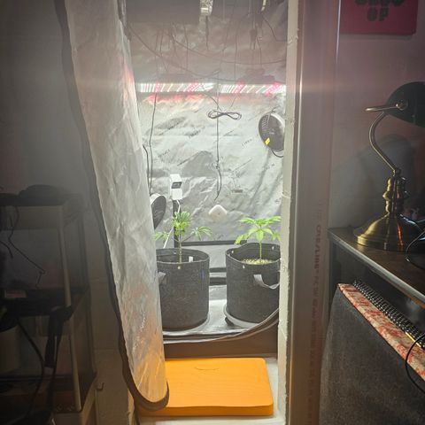 Granny Candy 🍬 growlog timeline photo