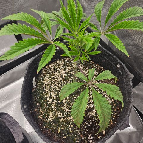Granny Candy 🍬 growlog timeline photo