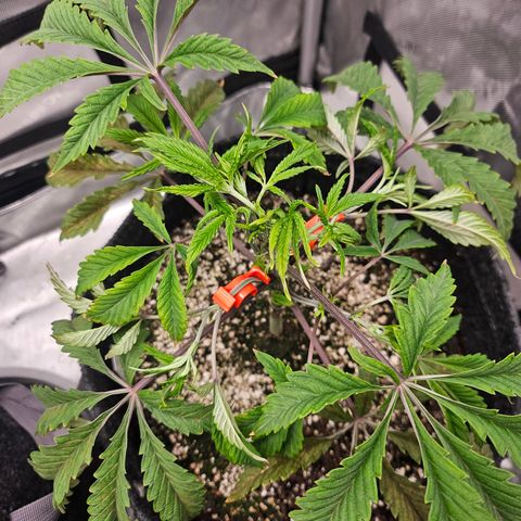 Granny Candy 🍬 growlog photo: Topped
