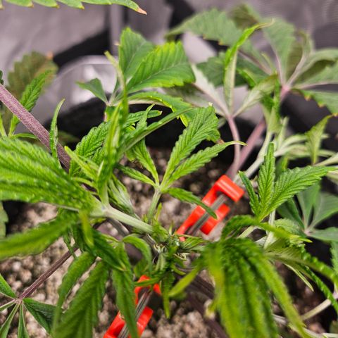 Granny Candy 🍬 growlog photo: Topped