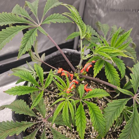 Granny Candy 🍬 growlog timeline photo