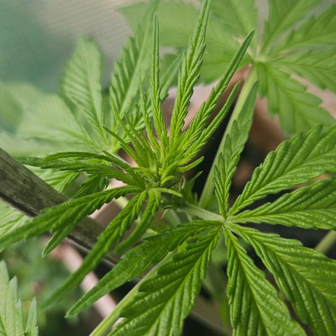 Bubblegum growlog timeline photo