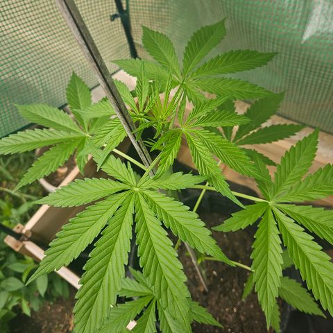 Bubblegum growlog timeline photo