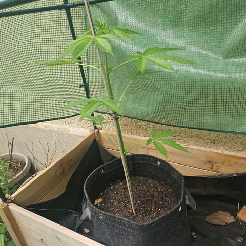 Bubblegum growlog timeline photo
