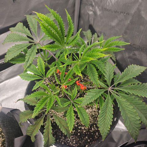 Granny Candy 🍬 growlog timeline photo