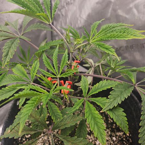 Granny Candy 🍬 growlog timeline photo
