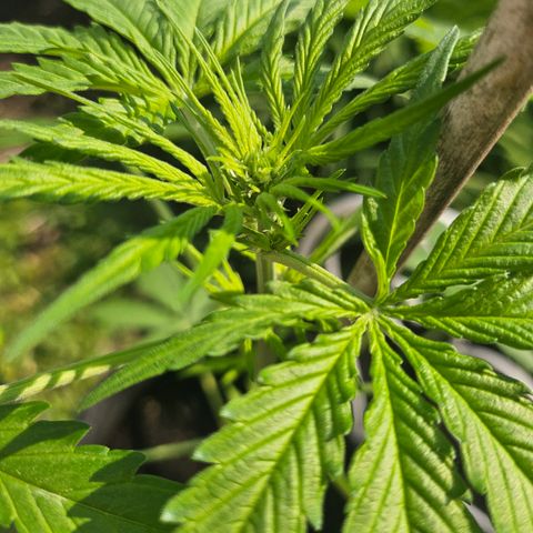 Bubblegum growlog timeline photo