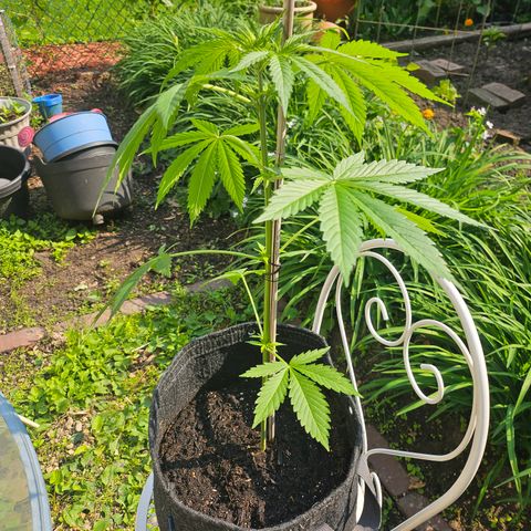 Bubblegum growlog timeline photo