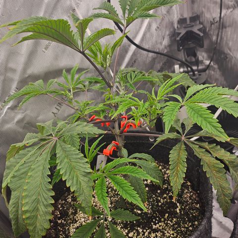 Granny Candy 🍬 growlog timeline photo