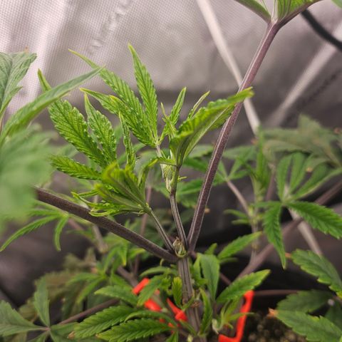 Granny Candy 🍬 growlog timeline photo