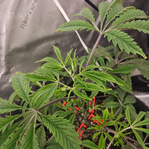 Granny Candy 🍬 growlog timeline photo