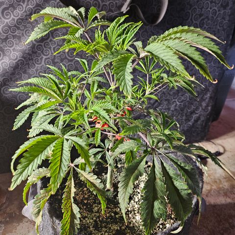 Granny Candy 🍬 growlog timeline photo
