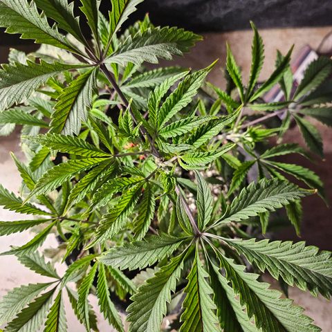 Granny Candy 🍬 growlog timeline photo