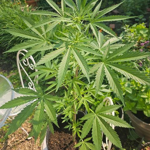 Bubblegum growlog timeline photo
