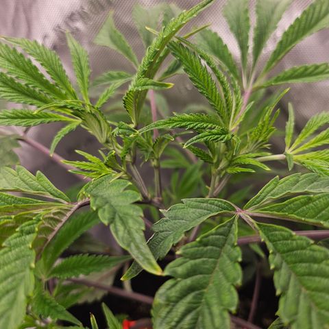 Granny Candy 🍬 growlog timeline photo
