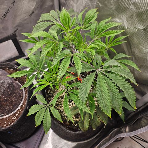 Granny Candy 🍬 growlog timeline photo